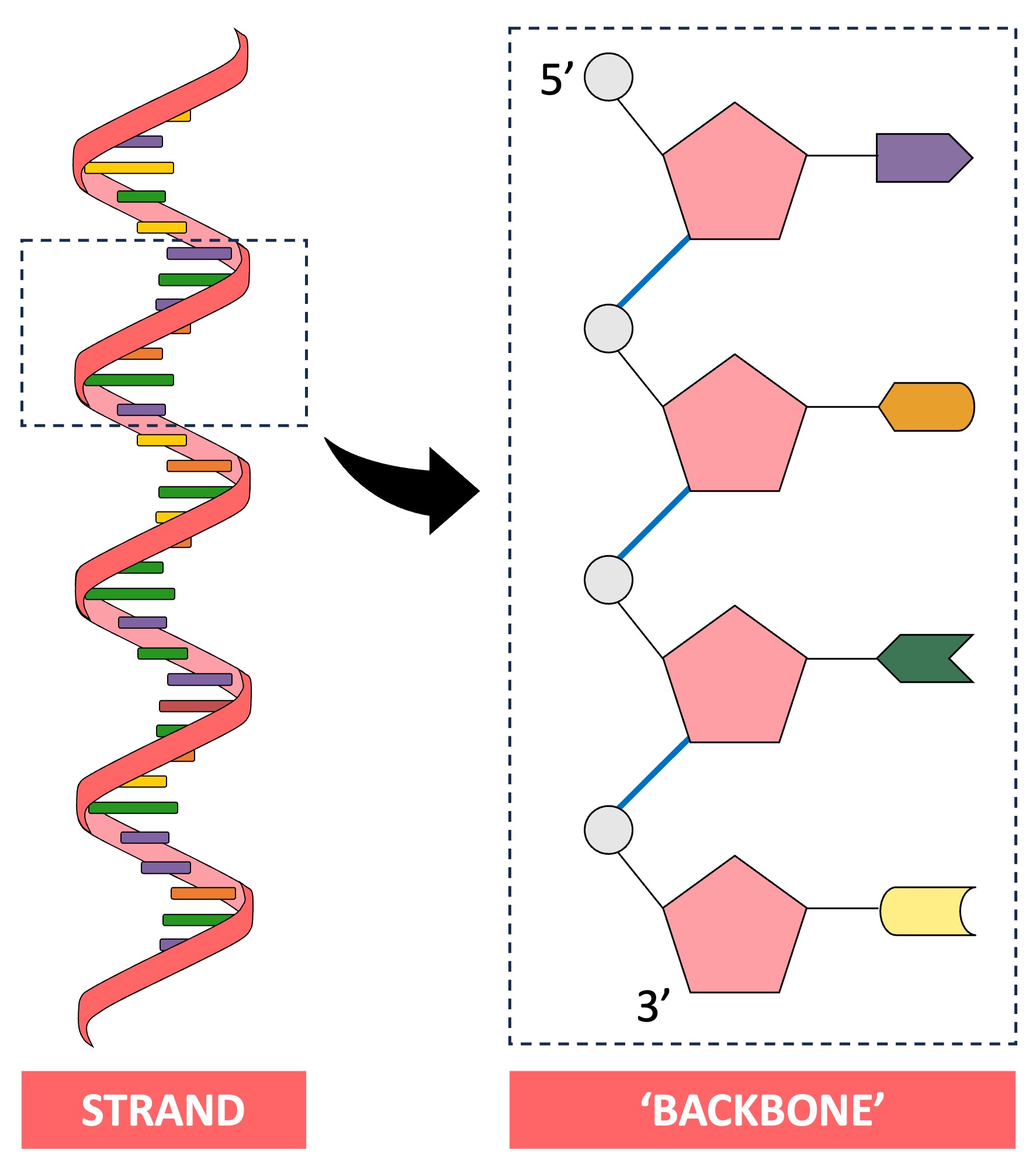 Strand formation